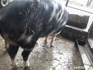 Vand porci rasa pietrani 