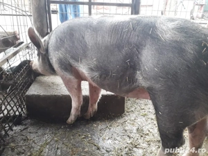 Vand porci rasa pietrani  - imagine 2