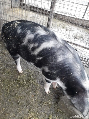 Vand porci rasa pietrani  - imagine 5