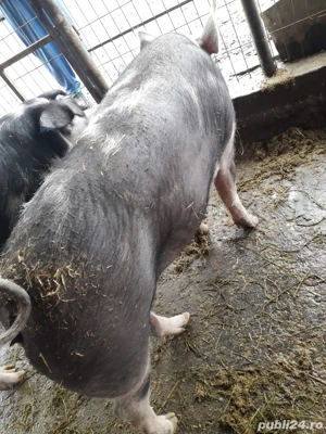 Vand porci rasa pietrani  - imagine 4