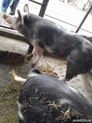 Vand porci rasa pietrani  - imagine 3