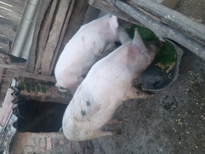 Vând porci de rasa marele alb - imagine 2