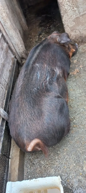 Ultima Pereche Purcei Duroc Pur de reproducție Turnu Magurele o733345270 - imagine 2