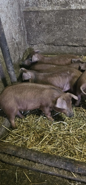 Purcei Duroc rasă pură de reproducție Turnu Magurele 800Lei 