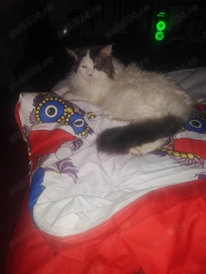 Gazduiesc animale de companie MICI si PISICI CASTRATE - pet sitter - imagine 4