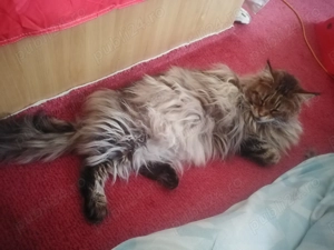 Gazduiesc animale de companie MICI si PISICI CASTRATE - pet sitter