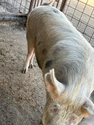 Porci crescuți natural - imagine 2