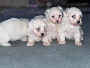  bichon maltez 7 saptamani  - imagine 5
