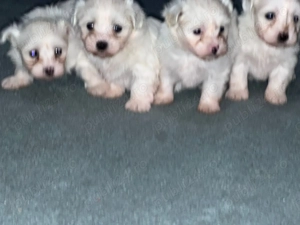  bichon maltez 7 saptamani  - imagine 4