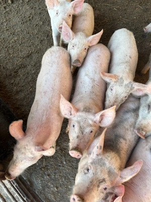 Vand purcei 3 luni - imagine 2