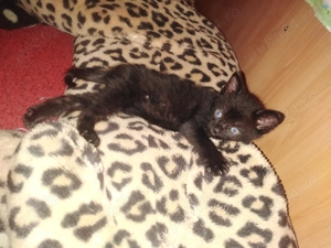 Cazare  PISICI MICI ptr ÎNVĂȚARE LA LITIERA - pet sitter cu experienta - imagine 2