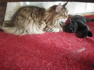 Cazare  PISICI MICI ptr ÎNVĂȚARE LA LITIERA - pet sitter cu experienta - imagine 3