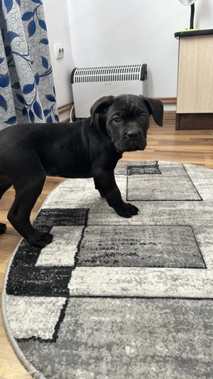 Pui cane corso cu pedigree - imagine 3