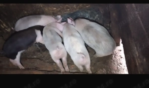 Purcei de vânzare  - imagine 2