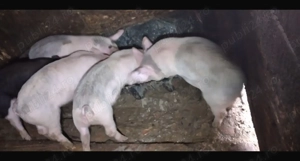 Purcei de vânzare  - imagine 3