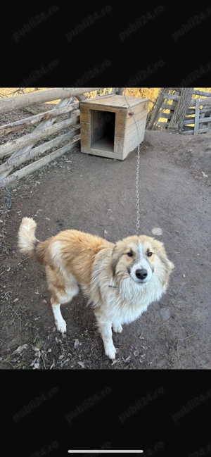 Cățel rasa Collie (Lassie )