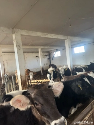 Vând mânzați - imagine 2