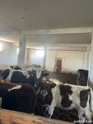 Vând mânzați - imagine 3