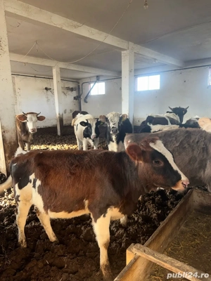 Vând mânzați - imagine 4