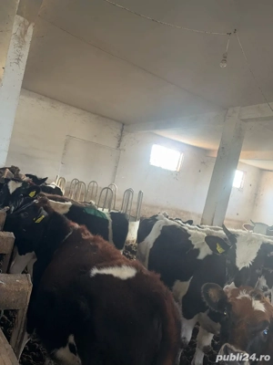 Vând mânzați - imagine 5