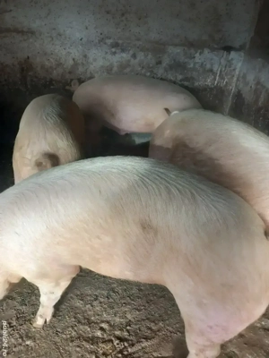 Porci de vanzare - imagine 2