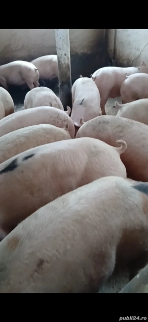 porci carne - imagine 3