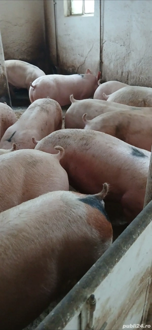 porci carne - imagine 2