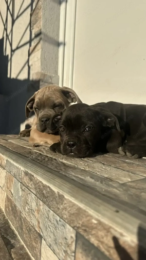 Pui cane corso cu pedigree - imagine 2