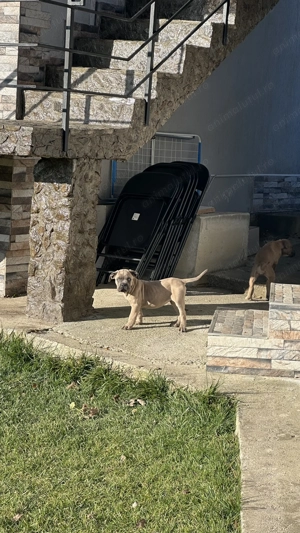 Pui cane corso cu pedigree - imagine 5