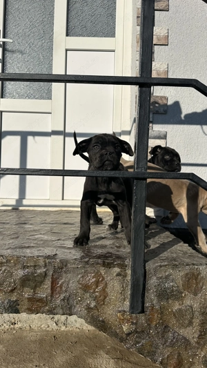 Pui cane corso cu pedigree - imagine 4