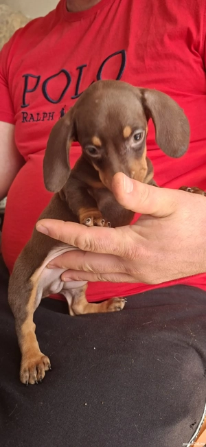 Teckel pitic - imagine 3