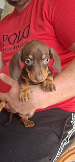 Teckel pitic - imagine 2