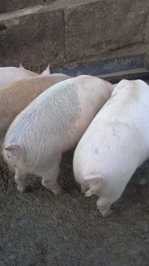 Vând purcei - imagine 2