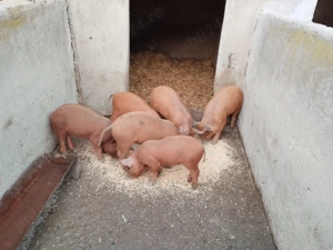 Vând purcei duroc 