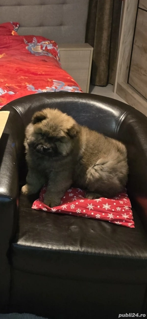 chow chow 3 luni - imagine 2