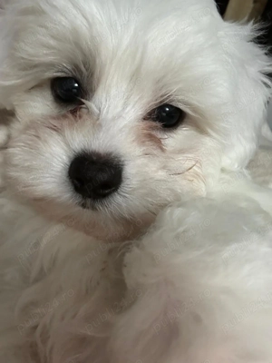 Fetită bichon maltez,mini toys. Mănâncă bobițe.