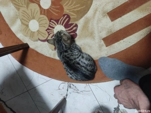 De vanzare british. - imagine 4