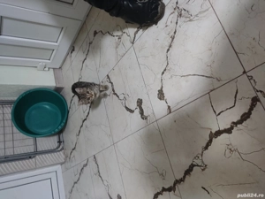 De vanzare british. - imagine 3