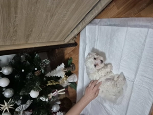 Fetită bichon maltez,mini toys. Mănâncă bobițe. - imagine 3