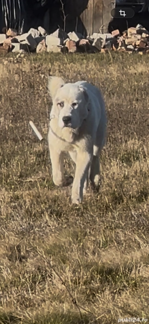 mascul asia centrala pentru oi capre si vaci 