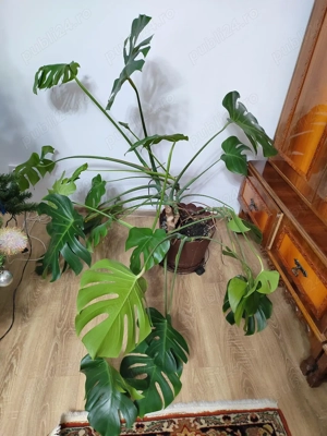 Planta Monstera de vanzare