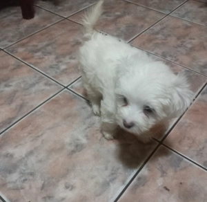 Vând Bisoni Maltezi 4 - imagine 6