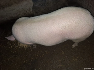 porci de vânzare 