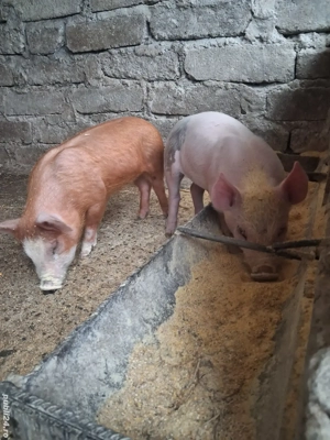 de vânzare 2 purcei de 8 săptămâni 