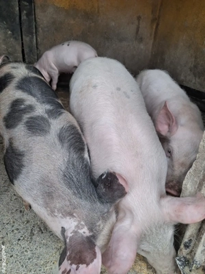 de vânzare 3 masculi de 13 săptămâni ofer transport 