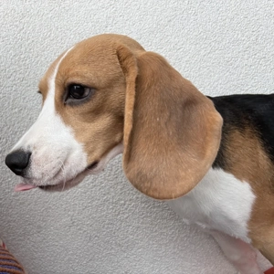 Donez beagle femela 8 luni