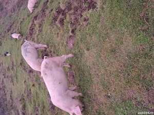 porci de vânzare  - imagine 4