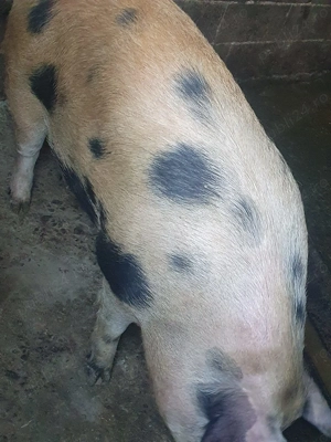 Vand un porc de 190kg. Crescut in gospodarie proprie - imagine 2