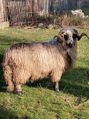 Oi de vanzare Arges Campulung - imagine 2