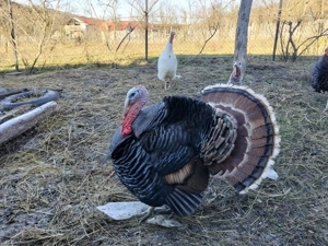 Vând curcani de tara